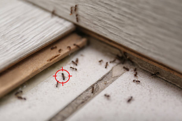  Tenino, WA Pest Control Pros