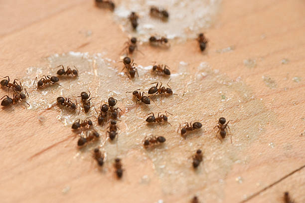 Best Emergency Pest Control  in Tenino, WA